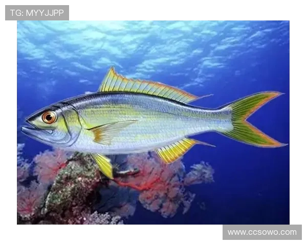 岱山海钓者意外发现:不同鱼类竟有独特 “语言”,百年渔谚暗藏声学密码(2)